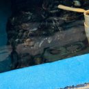 진보양푼이물회 이미지