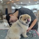 포스아이티안전학원 | [수원 애견미용학원] 초보자도 6개월 만에 실력자로! 정애견미용학원 수원점 수료 후기