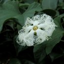 하늘타리 이미지