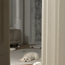 로또 | 서울 강아지분양 강북구 강아지분양 '로또' 분양후기 - ♥