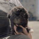 딜라잇독 앤 캣 강아지고양이 분양 시흥 | 부평강아지분양 알아보는 당신께 따뜻한 조언을 건내드려요