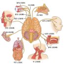 腦의 8 가지 흥미로운 사실 이미지