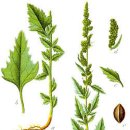 이조시대 이미지