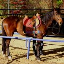 순천승마장 이미지