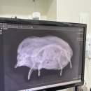 상도힐링동물병원 이미지