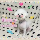 강아지미용실 | 부산 수영 광안리애견미용 비숑 클리핑후기 밤스강아지미용실
