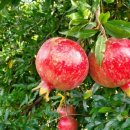 고흥2농장 이미지