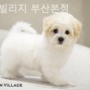 코튼빌리지 부산본점 이미지