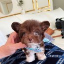 우아퍼피 이미지