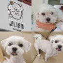 제일로 53번길 | 성남애견미용 잘 하는 모란 곱디곱개 말티즈 미용 솔직후기