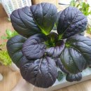 헬스키친 이미지