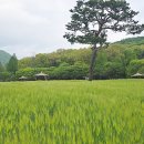 청보리