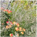 도서출판 매봉
