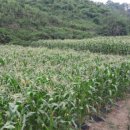 화강농장 이미지