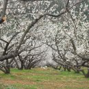 매실농장 이미지