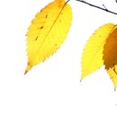 뉴랜드알로에 이미지