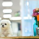 구산동 강아지 이미지