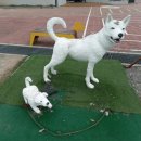 진도개테마파크 ( Dog스포츠(평일)어울마당) 이미지