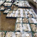4월 10일(금) 목포는항구다 생선카페 판매생선[ 생물 참조기, 3단병어, 갑오징어, 민어, 참가자미, 아귀, 통치 ] 이미지