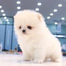 그레이하운드(주) 이미지