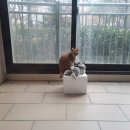 바람난고양이 이미지