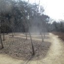 순천 나무숲 이미지