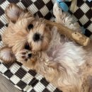 대전애견경매장 이미지