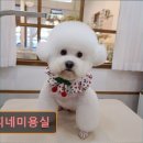 콩찌네 미용실 | 대구 반려동물비용 애견미용 강아지 고양이 콩찌네미용실 믿고 맡기는 맞춤 케어