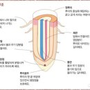 뿌리건강