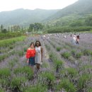 사라실 라벤더 단지 이미지