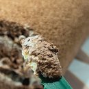 바이오필링 유한회사 서울지점 | 뚜레쥬르 티거 롤케이크 이런 맛이었던 거야?