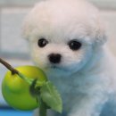 도그마루 고양이 강아지 무료분양 이미지