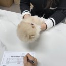 동행 애견 돌봄센터 하남점 | 동행 애견돌봄센터 하남점에서 새로운 가족을 입양했어요!