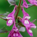 밥풀떼기 이미지