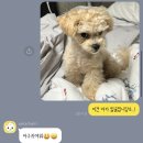 펫스튜리(petschurri) 이미지