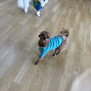 어썸강아지호텔 & 목욕 이미지