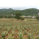 선인수농장 이미지