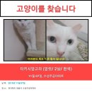 전북 정읍시 수성동에서 잃어버린 고양이를 찾습니다. 이미지