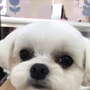 아롱애견미용실 이미지