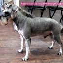 토토펫살롱 이미지