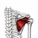 어깨통증·오십견·충돌증후군? 극하근(Infraspinatus) Trigger Point 촉진법과 방사통!! 이미지
