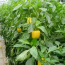 오서농장 이미지