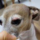 노형 꿈 동물병원 이미지