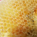 꿀벌농장 이미지