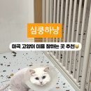 심쿵하냥 이미지