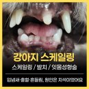 과천우주동물병원 | 강아지 스케일링｜과천 중앙동동물병원 꼬모 후기