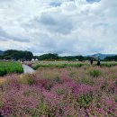 양주 나리공원 천일홍 축제 이미지