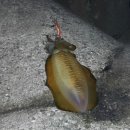 부산오징어 이미지