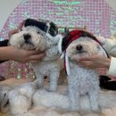 제일여인숙 | 송도애견호텔 인천 공항 장박 호텔링 내돈내산후기 In 사이좋개