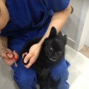 광명시티동물병원 이미지